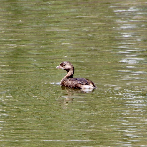 iNaturalist observation photo of Pied-billed Grebe