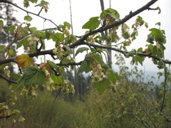 Ribes ciliatum