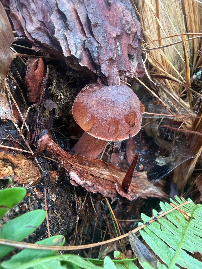 Bay Bolete · August 2026 · photo: Photo: no rights reserved · iNaturalist