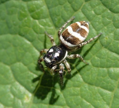 Salticus propinquus