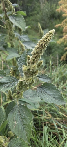 Redroot Amaranth