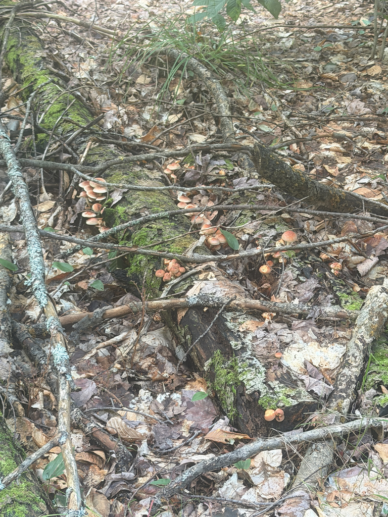 Brick Cap · August 2026 · photo: Photo: no rights reserved · iNaturalist