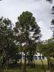 Araucaria angustifolia
