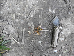 Ctenophora flaveolata