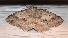 Melanolophia signataria