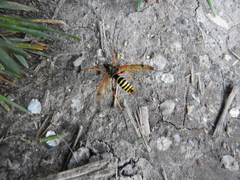 Ctenophora flaveolata