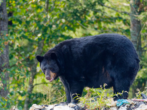Black Bear sighting near Temagami