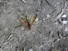 Ctenophora flaveolata