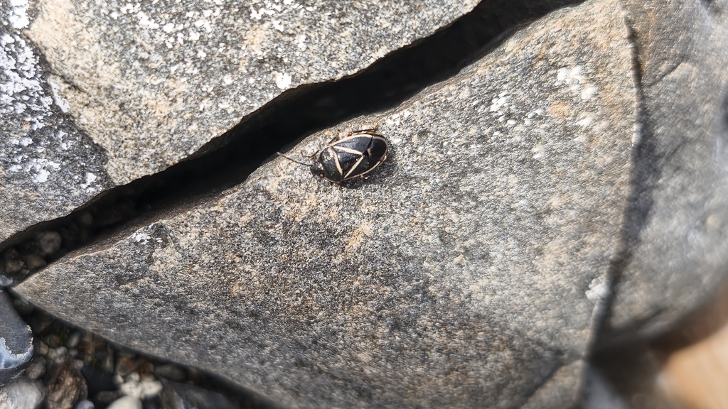 Hyperbius geniculatus