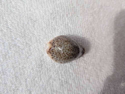 Cypraea turdus observed 2026-08-28