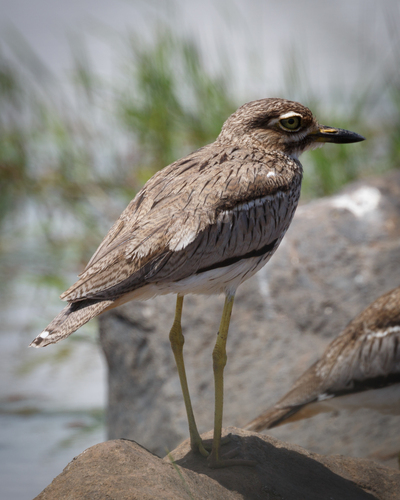 iNaturalist image