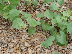 Vitis monticola