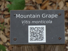 Vitis monticola