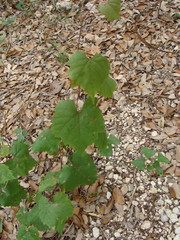 Vitis monticola