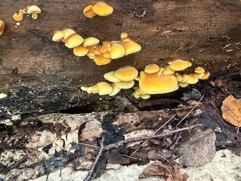 Stinking Orange Oyster · August 2026 · photo: Photo: no rights reserved · iNaturalist