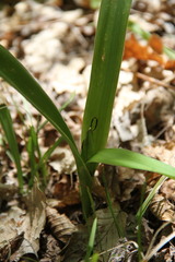 Colchicum umbrosum
