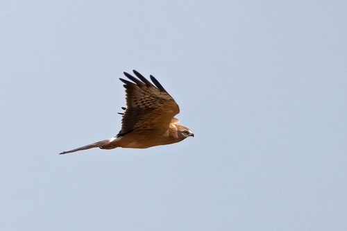 Montagu's Harrier
