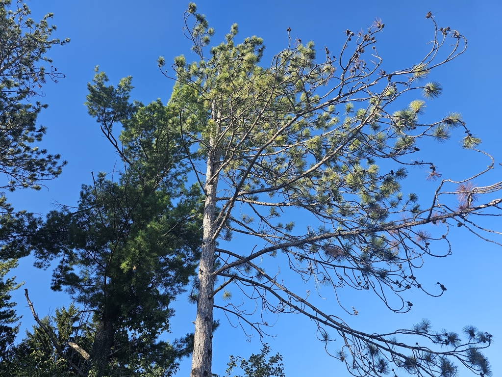 Pinus resinosa; photograph (c) Phoenix M.S, some rights reserved (CC BY)