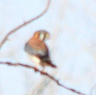Falco sparverius