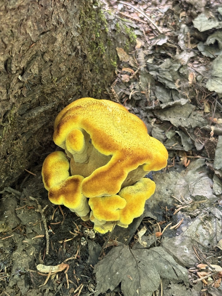 Phaeolus hispidoides · August 2026 · photo: Photo: (c) Luca Gagliano, some rights reserved (CC BY) · iNaturalist