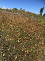 Willdenowia incurvata