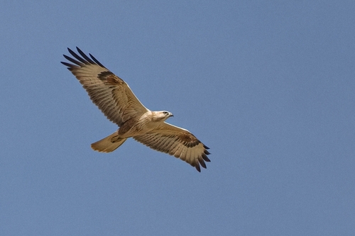 Long-legged Buzzard