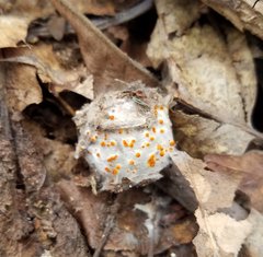 Arachnopeziza aurelia