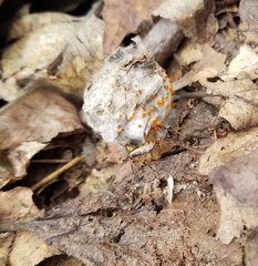 Arachnopeziza aurelia