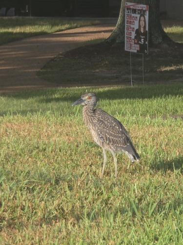 Yellow-crowned Night Heron