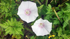 Convolvulus betonicifolius
