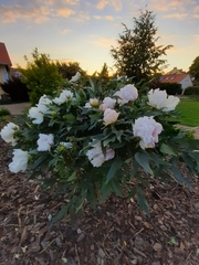 Paeonia × suffruticosa