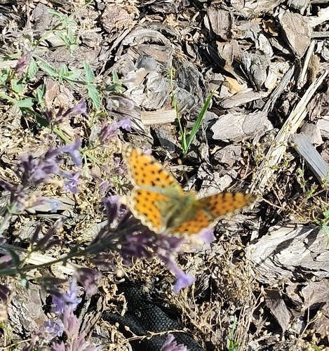 Queen of Spain Fritillary