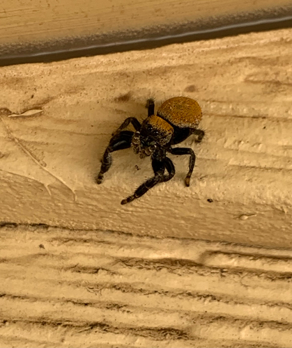 Apache Jumping Spider