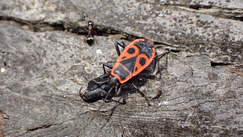 European Firebug