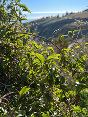 (c) Hannah Whittall, some rights reserved (CC BY) Clematis foetida, photograph (c) Hannah Whittall, some rights reserved (CC BY)
