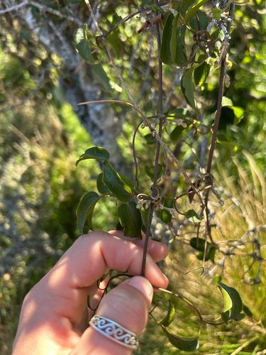 Clematis foetida, photograph 2