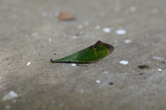 Odontoptera carrenoi