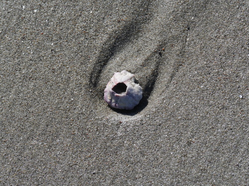 Balanus trigonus observed 2026-08-28
