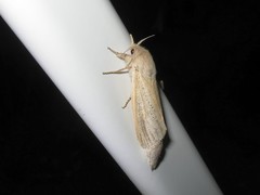 Phragmataecia castaneae