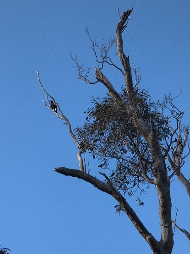 Australian Magpie