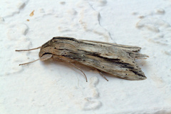 Lepidoptera