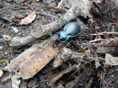 Carabus guadarramus