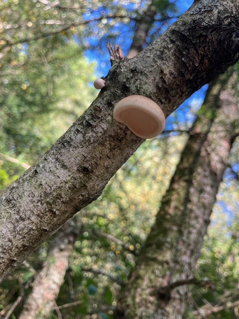 birch polypore · August 2026 · photo: Photo: (c) toad-wife, some rights reserved (CC BY) · iNaturalist
