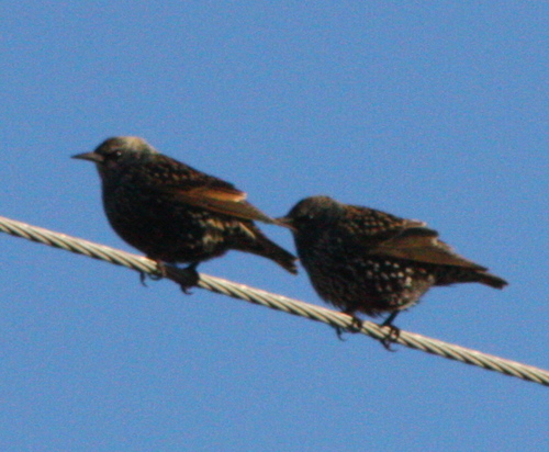 Sturnus vulgaris