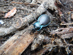 Carabus guadarramus