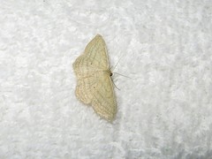 Scopula virgulata