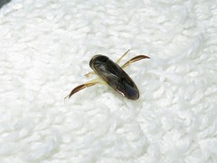 Corixa punctata