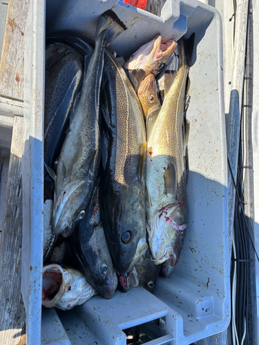 Atlantic Cod