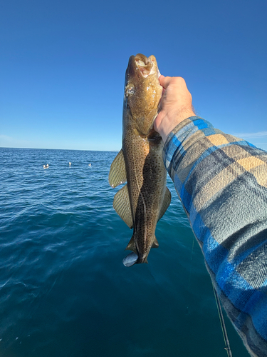 Atlantic Cod