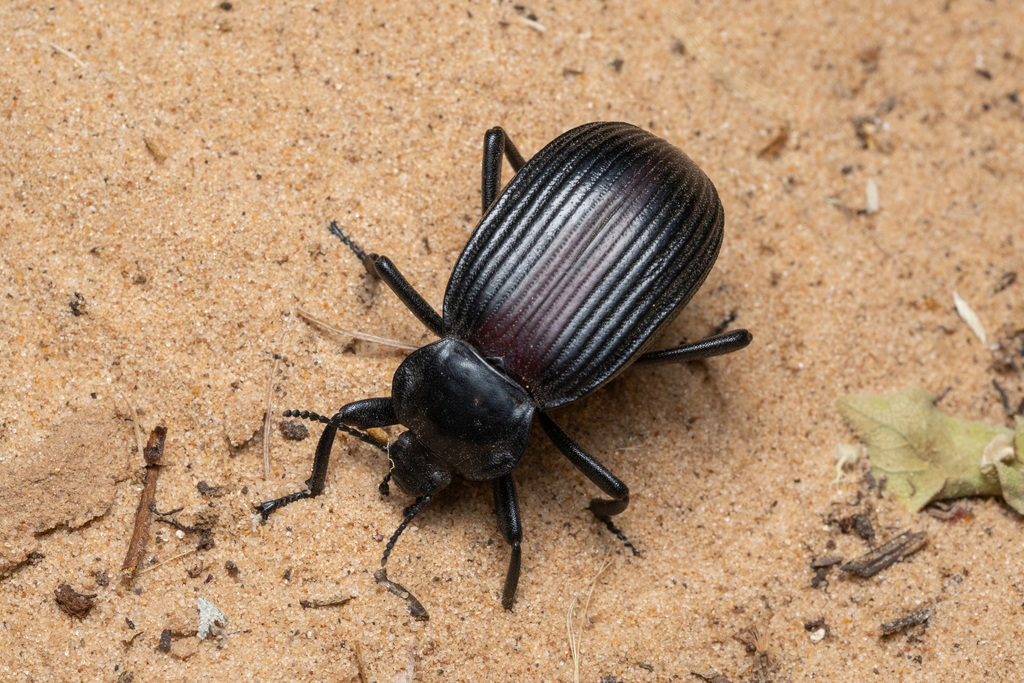 Eleodes acuta